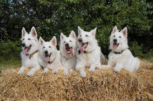 Coralie,Keona,Dash,Davinia,Merlin